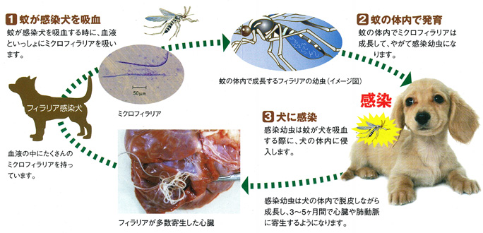 害虫からの感染によるペットの死亡例 安い