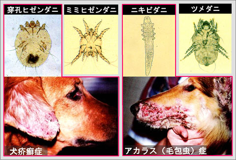 害虫からの感染によるペットの死亡例 安い